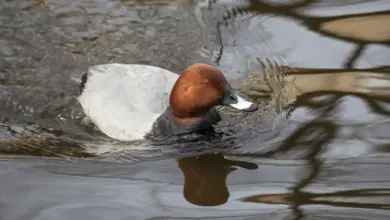 Common Pochard Floating in the Water