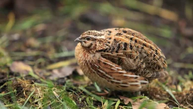 Common Quails Resting on the Ground
