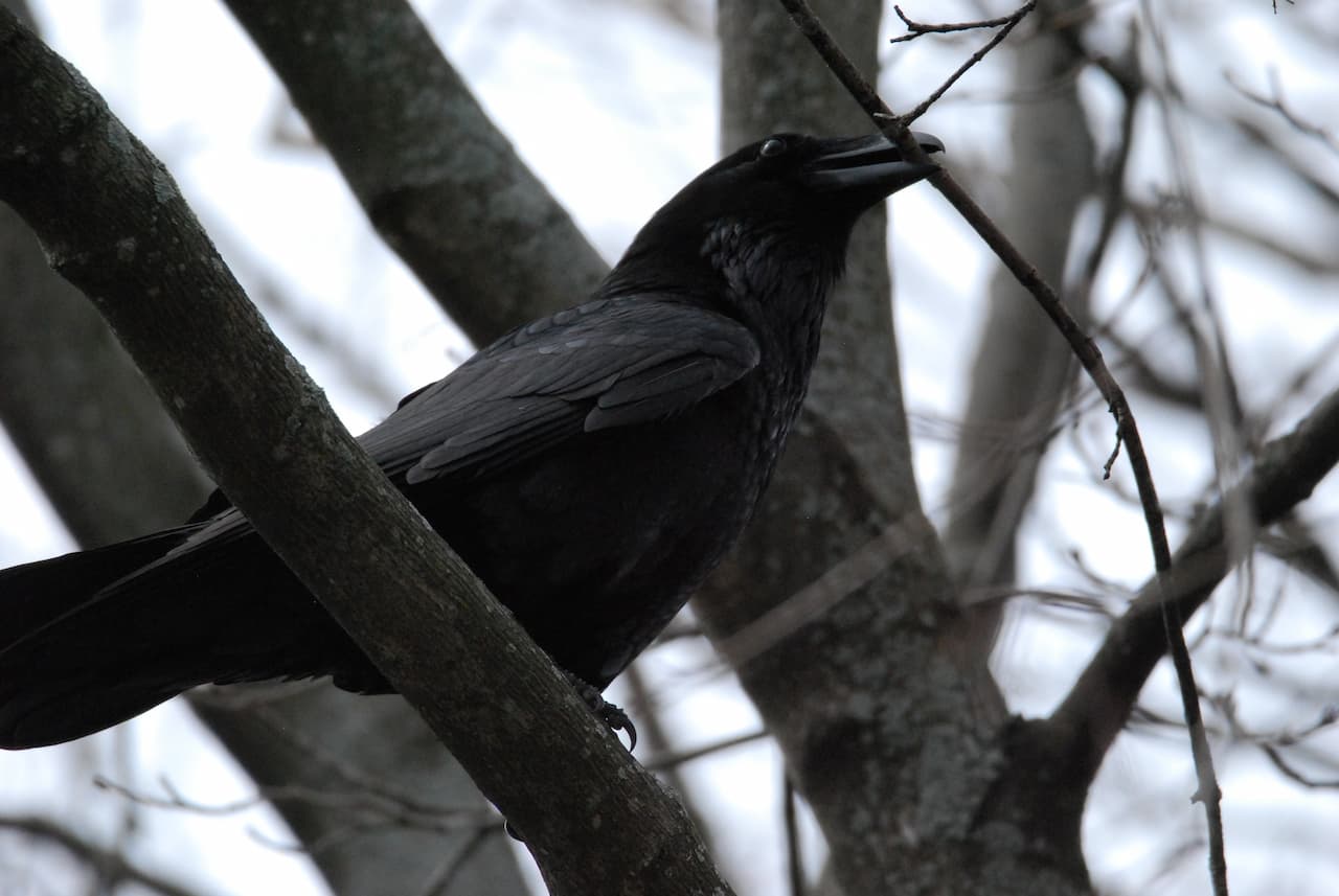 Common Raven (Corvus corax) In Tree