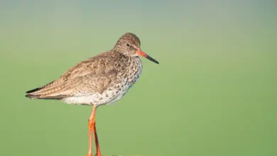 A Common Redshank stands on a wooden post.