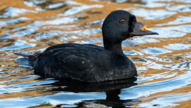 Common Scoter