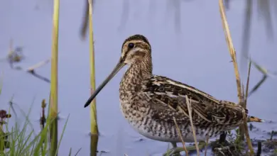 A Common Snipes walking in the like searching for food.