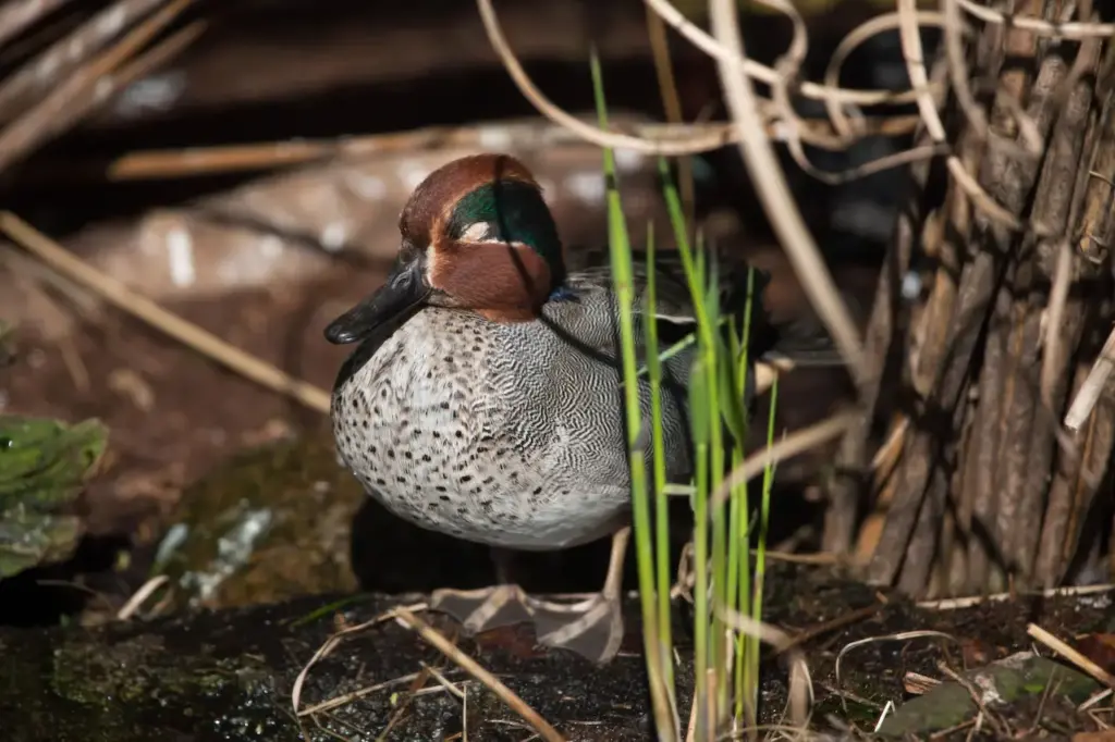 Common Teals Next to a Grass