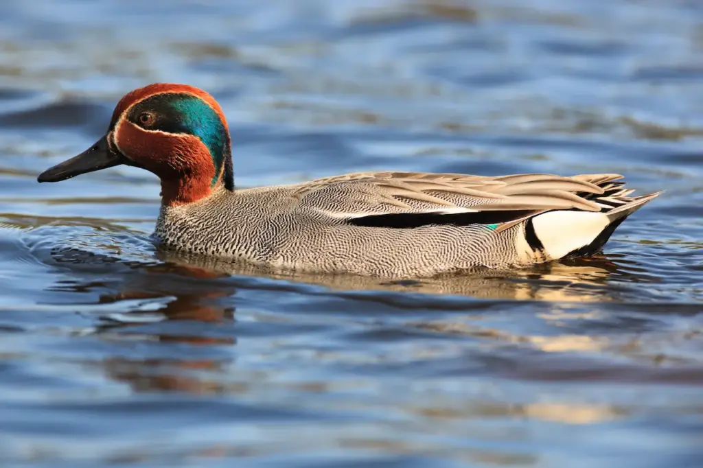 Common Teals on a Water 