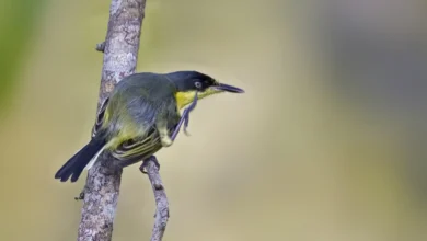 Common Tody-Flycatchers
