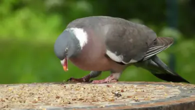 The Common Wood Pigeons Is Eating