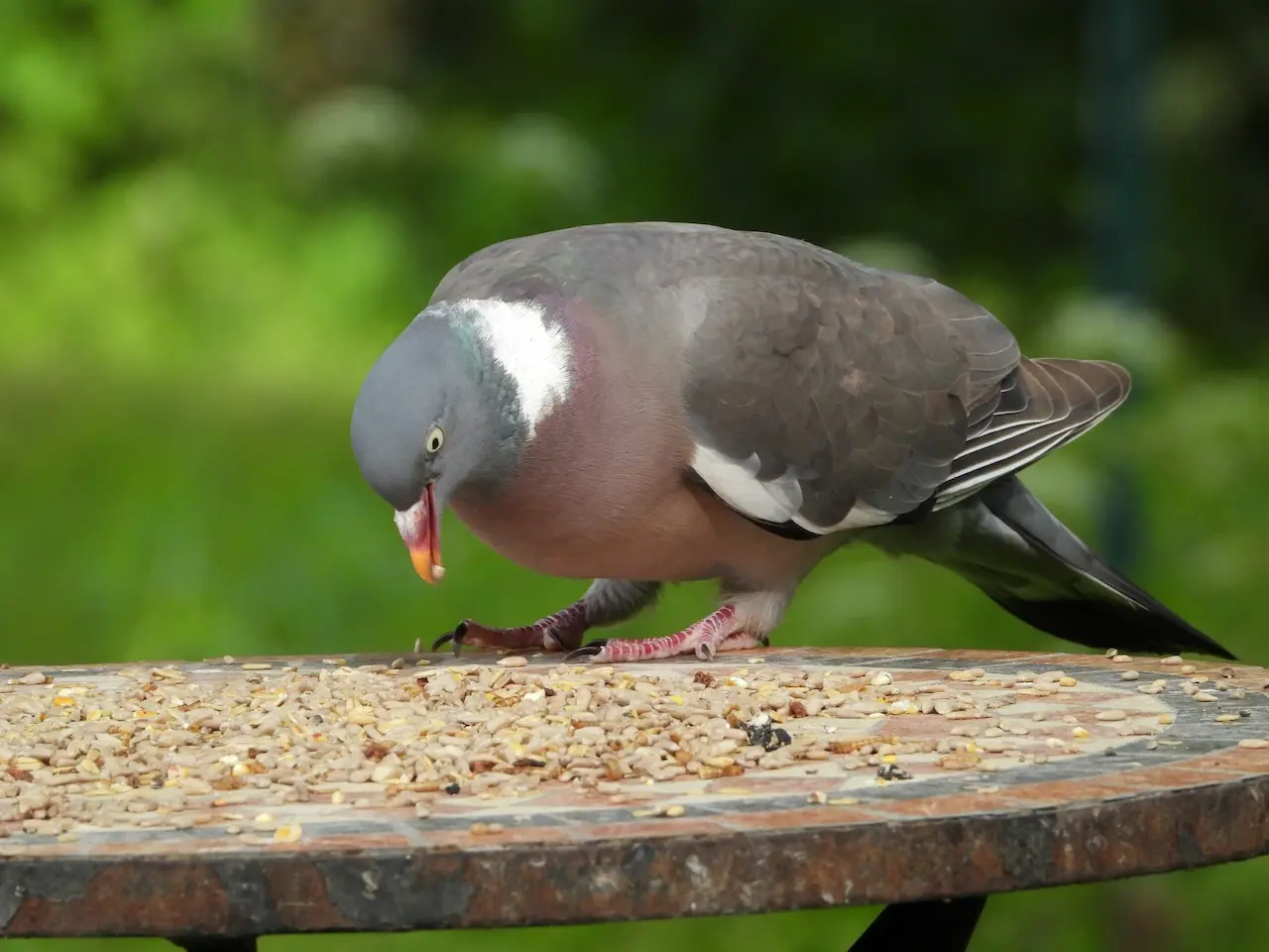 Ringneck Doves for sale — pairs | PETCRAFT