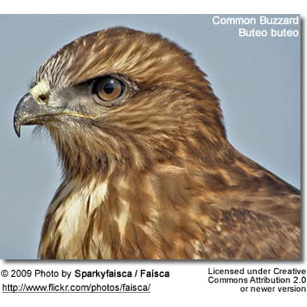 Common Buzzard