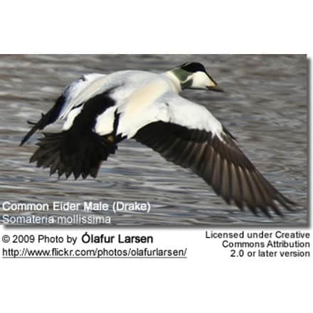Common Eider Male in flight
