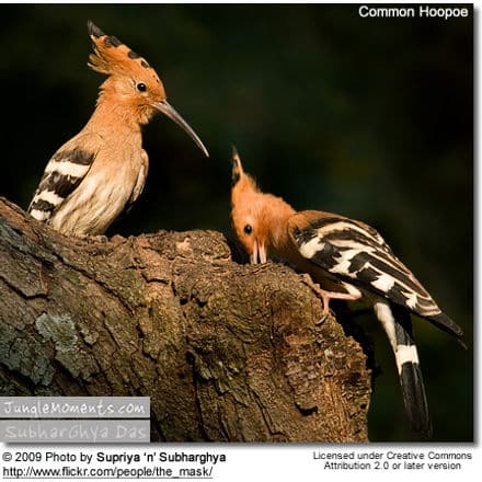 Common Hoopoes