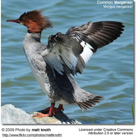 Common Merganser