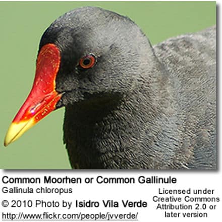 Common Moorhen or Common Gallinule (Gallinula chloropus)