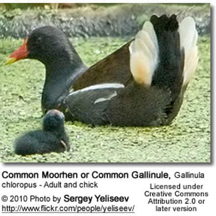 Common Moorhen or Common Gallinule, Gallinula chloropus - Adult and chick