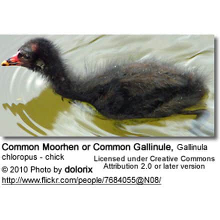 Common Moorhen or Common Gallinule, Gallinula chloropus - chick