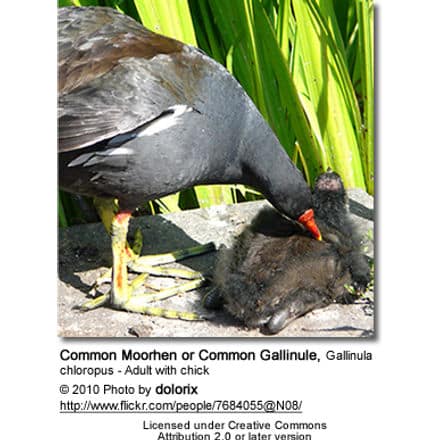 Common Moorhen or Common Gallinule, Gallinula chloropus - Adult with chick