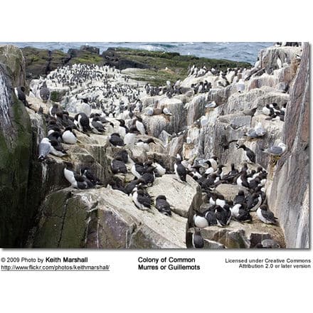 Common Guillemots or Murres - Colony