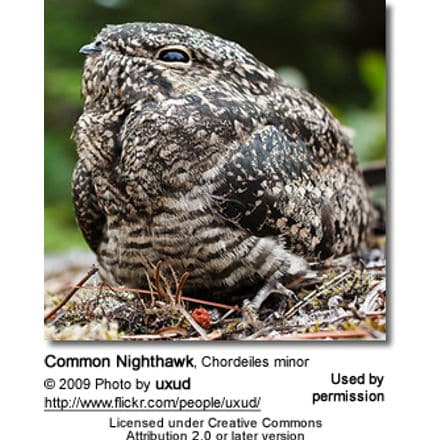 Common Nighthawk, Chordeiles minor