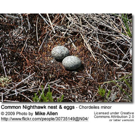 Common Nighthawk nest and eggs - Chordeiles minor