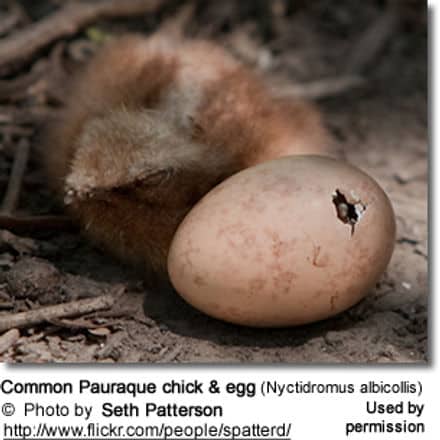 Common Pauraque chick and egg (Nyctidromus albicollis)
