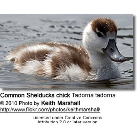 Common Shelducks chick Tadorna tadorna