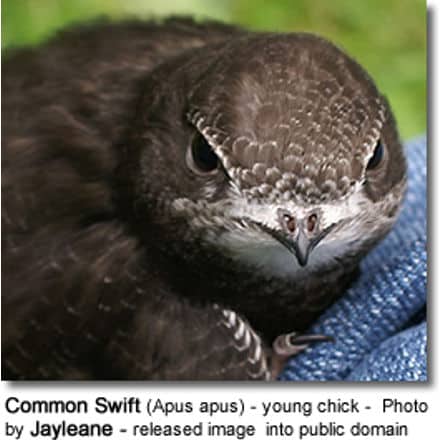 Common Swift (Apus apus) - young chick