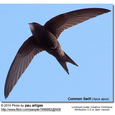 Common Swift (Apus apus)