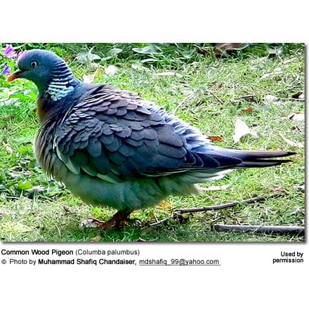 Common Wood Pigeon