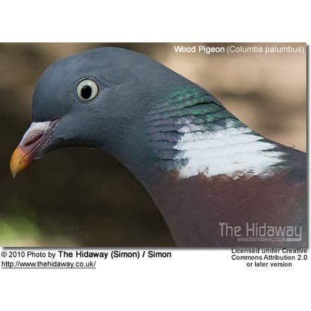 Wood Pigeon (Columba palumbus) - Head Detail