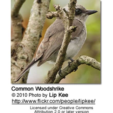 Common Woodshrike (Tephrodornis pondicerianus)