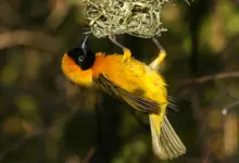 Complex Bird Nests Southern Masked Weaver (Ploceus velatus) Hanging