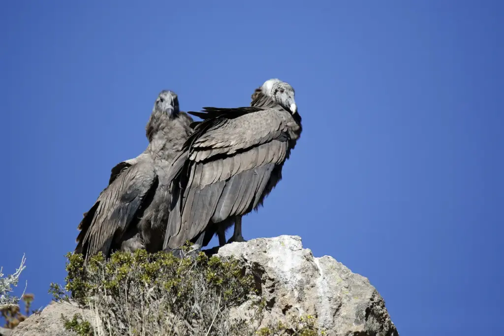 Condors on the Rocks Resting 