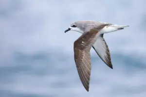 Cook’s Petrels (Pterodroma cookii) Flying Close Up
