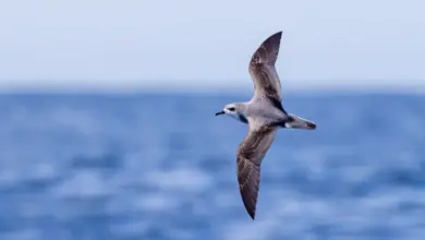Cook’s Petrels (Pterodroma cookii) Flying Wings Spread