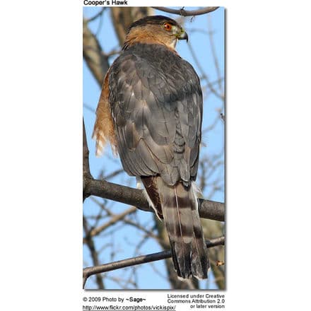 Cooper's hawk - Wikipedia