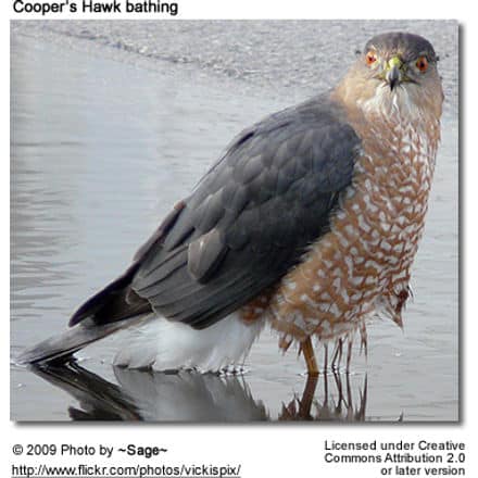 Cooper's Hawk Playing in a Puddle
