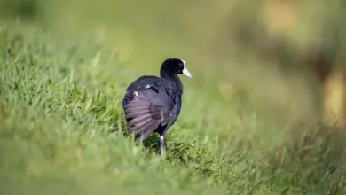 The Coot on the Grass