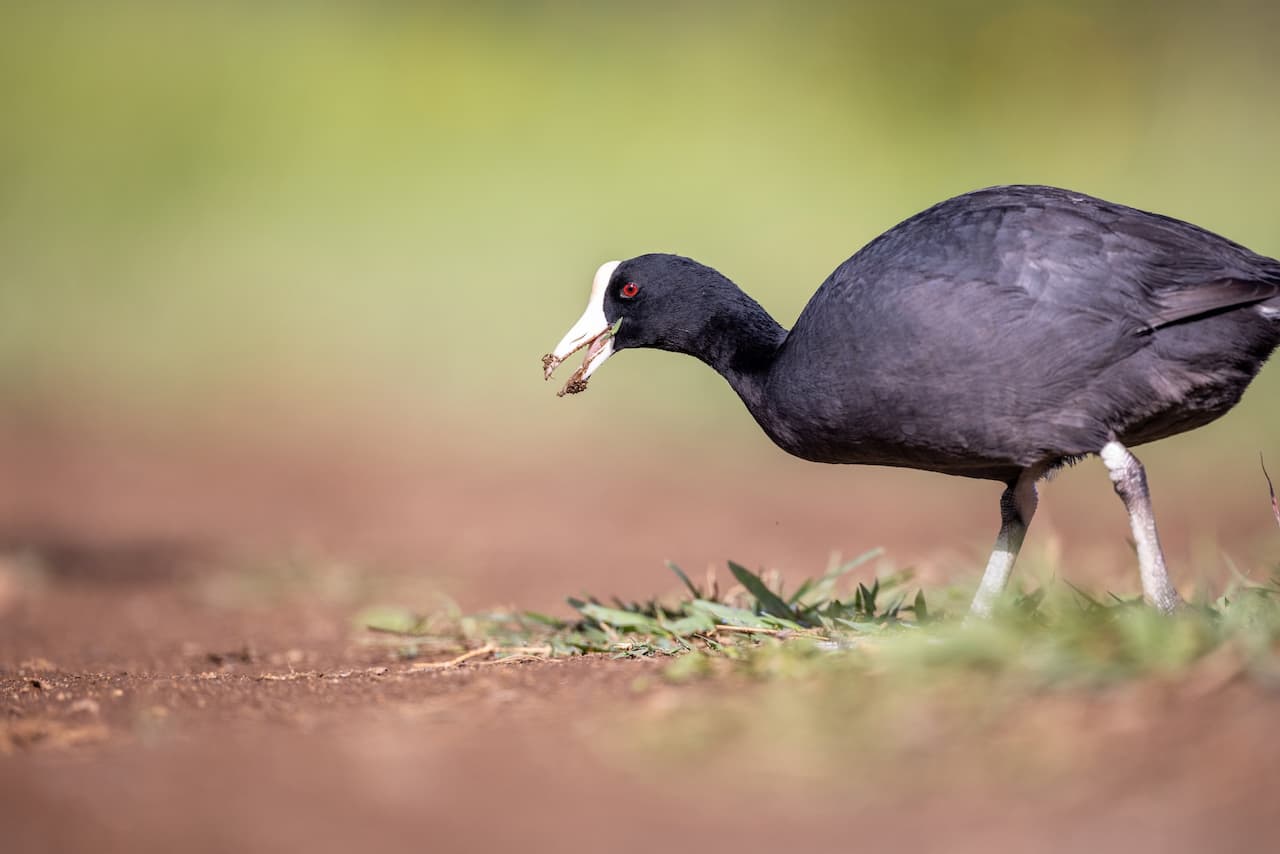 A Coots Standing On The Ground