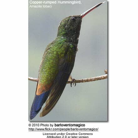 Copper-rumped Hummingbird, Amazilia tobaci