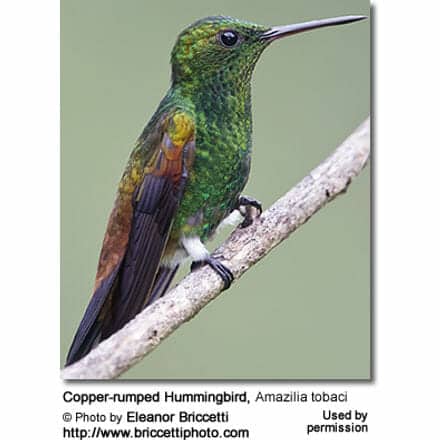 Copper-rumped Hummingbird (Amazillia tobaci)