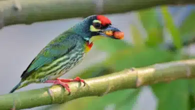 Coppersmith Barbets