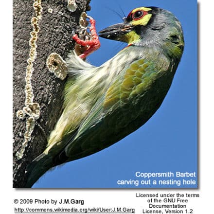 nesting pair of Coppersmith Barbets