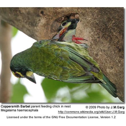 Coppersmith Barbet feeding chick in nest