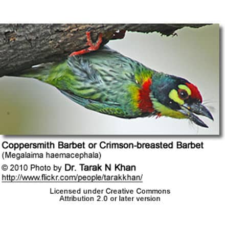 Immature Coppersmith Barbet