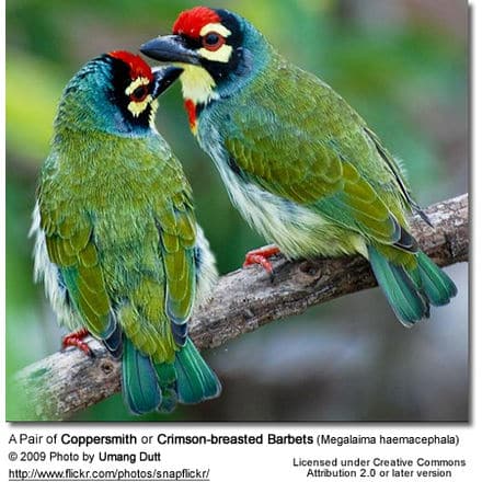 Coppersmith Barbets - an affectionate pair