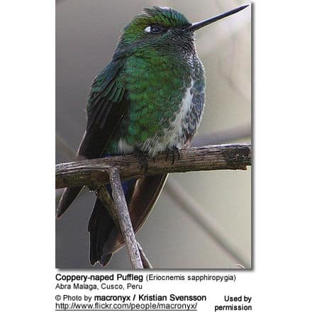 Coppery-naped Puffleg (Eriocnemis sapphiropygia)