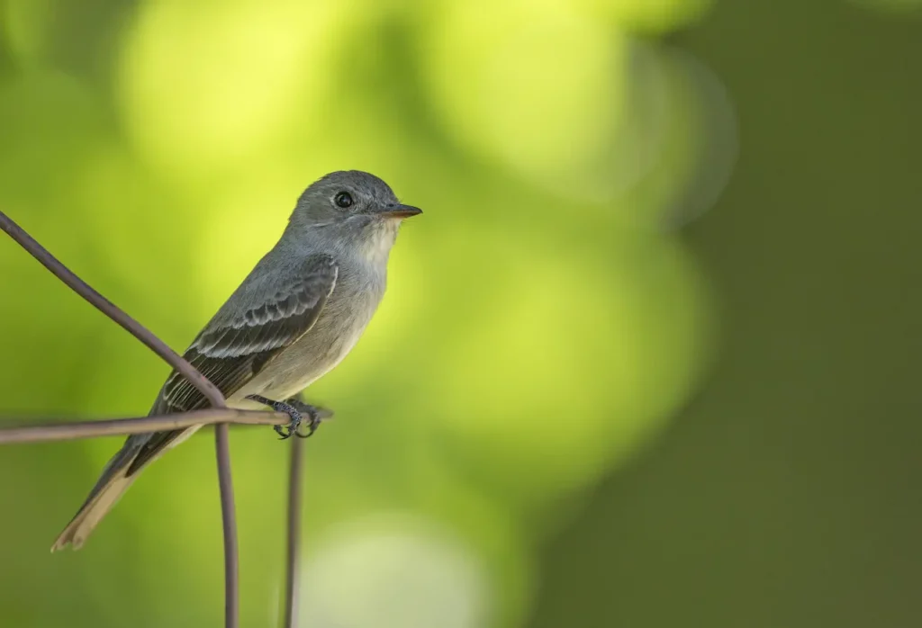 Cordilleran Flycatchers