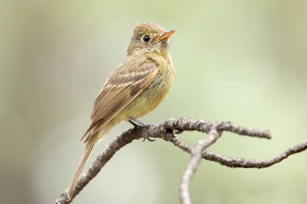 Cordilleran Flycatchers Image 
