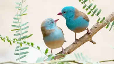 Two Cordon Bleu Finches Perched on a Branch