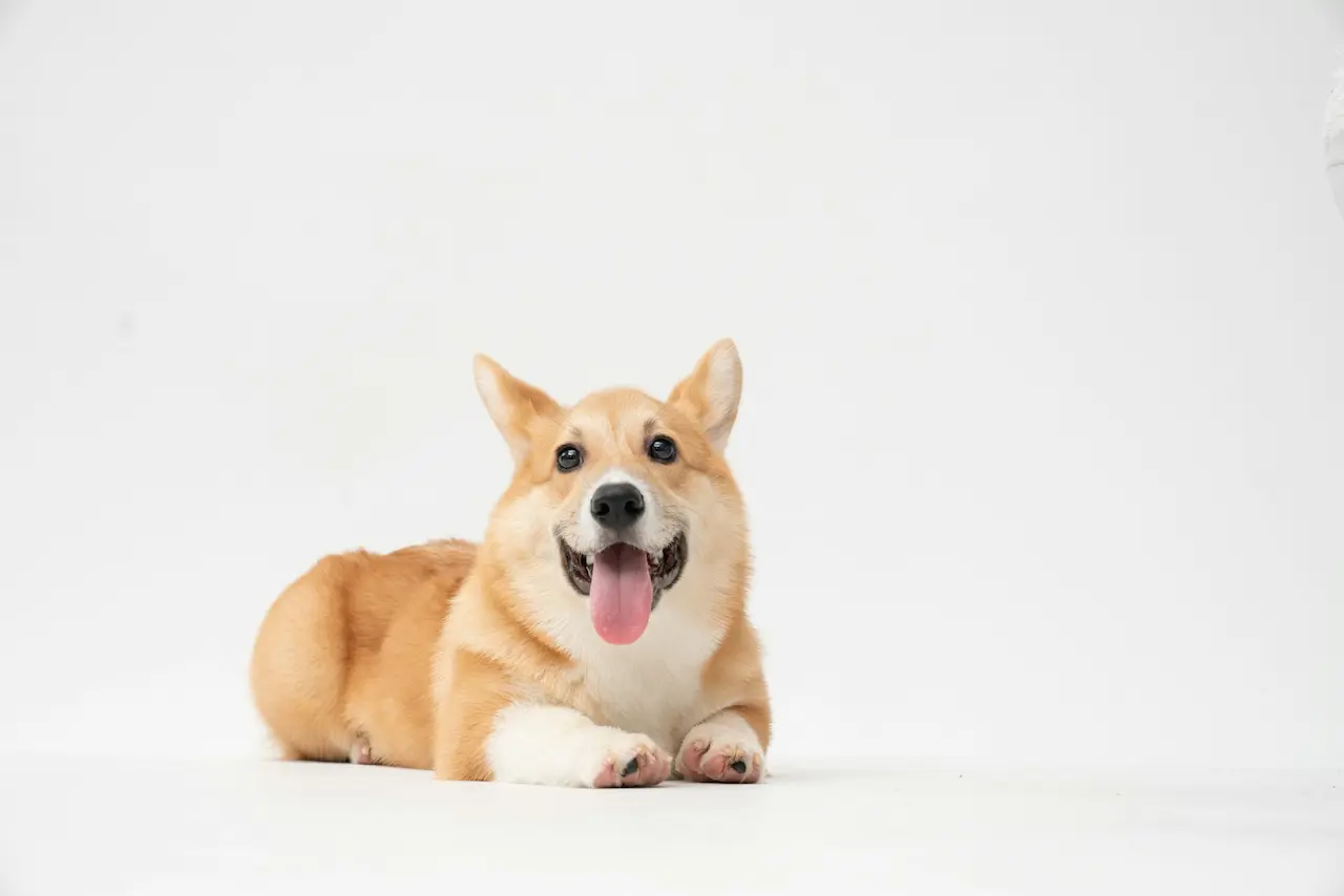 Corgi Dog Sitting With White Background