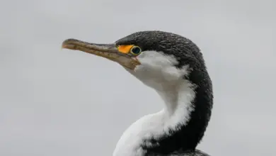 The Cormorant and Shag Species Close Up Image